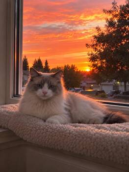 Catness ( Karla) -  Ragdoll and Siamese Cat for Adoption in Vacaville, California - Catness ( Karla) | PetCurious