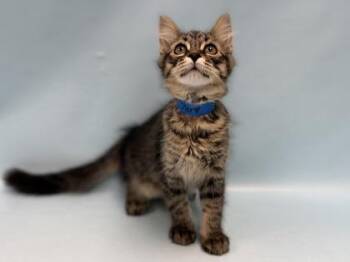 Star -  Domestic Medium Hair Cat for Adoption in Minneapolis, Minnesota - Star | PetCurious