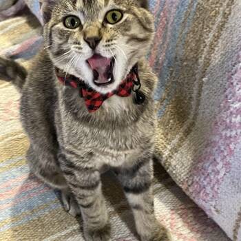 Rescue Domestic Short Hair Cats for Adoption in Blaine, Minnesota - Birdie | PetCurious