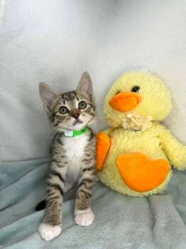 Tatum -  Tabby Cat Available for Adoption in Tavares, Florida - Tatum | PetCurious