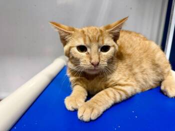 Rusty -  Tabby Cat for Adoption in Powell, Ohio - Rusty | PetCurious