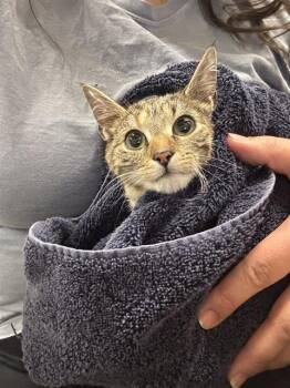 Domestic Short Hair Cats Available for Adoption - PIPPIN | PetCurious