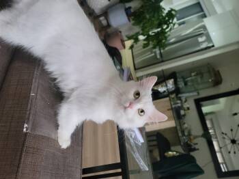Rescue Turkish Angora Cats for Adoption in Toronto, Ontario - Jolene | PetCurious