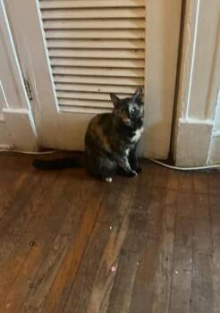 moose -  Domestic Medium Hair and Domestic Short Hair Cat for Adoption in Atlanta, Georgia - Moose | PetCurious
