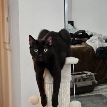 Bombay Cats Available for Adoption in San Juan Capistrano, California - Spaghetti  | PetCurious