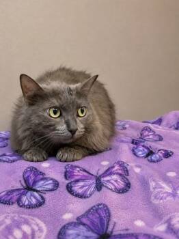 Domestic Long Hair and Domestic Short Hair Cats Available for Adoption in North Richland Hills, Texas - Stormy | PetCurious