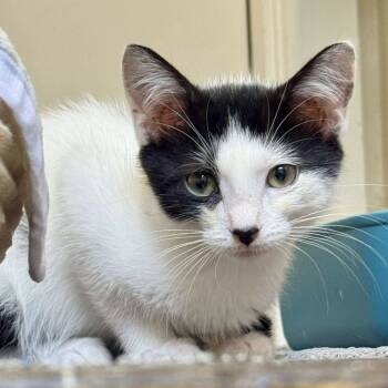 Rescue Domestic Short Hair Cats for Adoption in Chicago, Illinois - Mo | PetCurious