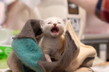 Domestic Short Hair Cats Available for Adoption in Seattle, Washington - Blizzard (and Tornado) | PetCurious