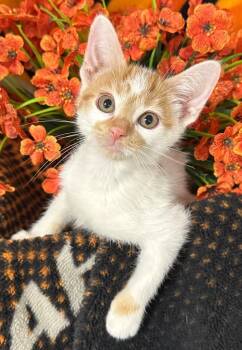 6/30/26  America -  Domestic Short Hair Cat for Adoption in Stillwater, Oklahoma - 6/30/26  America | PetCurious