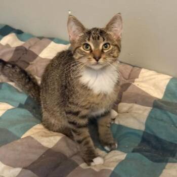SARGE -  Domestic Short Hair Cat for Adoption in Gresham, Wisconsin - SARGE | PetCurious