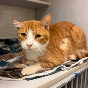 Tribble -  Domestic Short Hair Cat for Adoption in Fairport, New York - Tribble | PetCurious