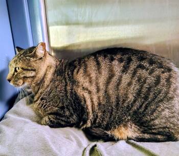 Rescue Domestic Short Hair Cats for Adoption in St. Louis, Missouri - LINK | PetCurious