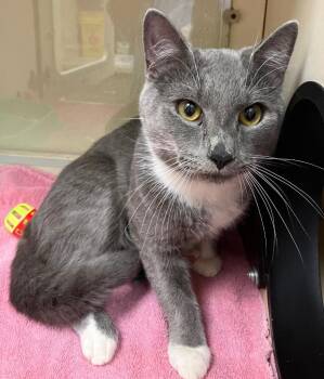 Domestic Short Hair Cats Available for Adoption in Christiansburg, Virginia - Bob | PetCurious