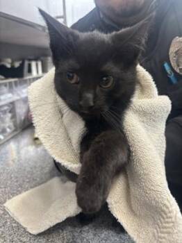 Domestic Short Hair Cats Available for Adoption in West Chester, Pennsylvania - Piquete | PetCurious