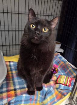 Blackie -  Domestic Long Hair Cat for Adoption in Muskegon, Michigan - Blackie | PetCurious