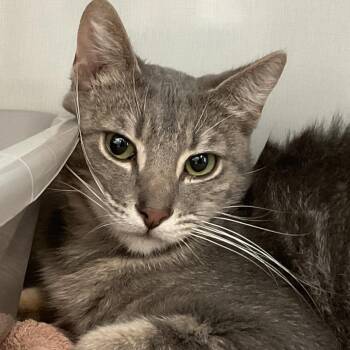 Domestic Short Hair Cats Available for Adoption in Redwood City, California - Sheldon | PetCurious
