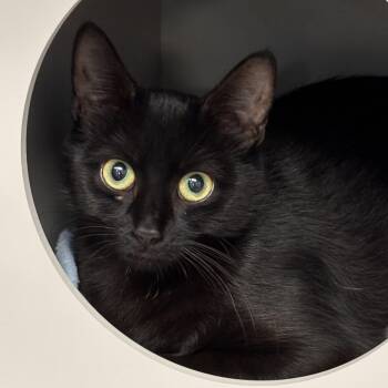 May -  Domestic Short Hair Cat for Adoption in Batavia, New York - May | PetCurious