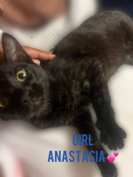 Anastasia -  Domestic Short Hair Cat Available for Adoption in Darien, Georgia - Anastasia | PetCurious