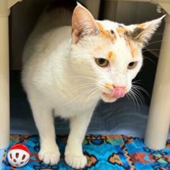 Chalupa -  Domestic Short Hair Cat for Adoption in Sullivan, Indiana - Chalupa | PetCurious