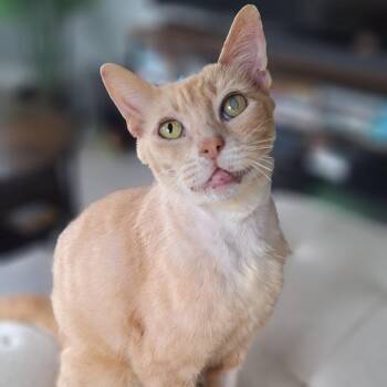Domestic Short Hair Cats Available for Adoption in Denver, Colorado - Calvin Houston | PetCurious
