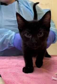 Ace -  Domestic Medium Hair Cat for Adoption in Raleigh, North Carolina - Ace | PetCurious