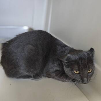 Smoky -  Domestic Short Hair Cat for Adoption in Monticello, Iowa - Smoky | PetCurious