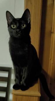 Rescue Domestic Short Hair Cats for Adoption in Pueblo, Colorado - Tootie | PetCurious