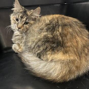 Rowan -  Domestic Medium Hair Cat for Adoption in Oshkosh, Wisconsin - Rowan | PetCurious