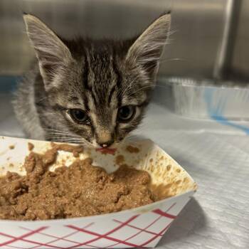 Midway -  Domestic Short Hair Cat for Adoption in Salt Lake City, Utah - Midway | PetCurious