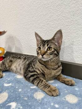 Eclipse -  Domestic Short Hair Cat for Adoption in Las Vegas, Nevada - Eclipse | PetCurious