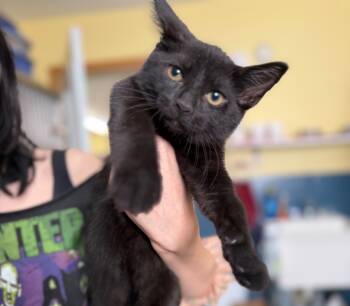 Rescue Domestic Short Hair Cats for Adoption in Syracuse, Indiana - Dreams | PetCurious