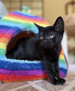 Stony -  Domestic Short Hair Cat for Adoption in Fort Worth, Texas - Stony | PetCurious