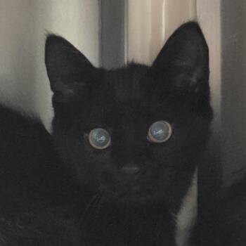 Pacific -  Domestic Short Hair Cat for Adoption in Kennebunk, Maine - Pacific | PetCurious
