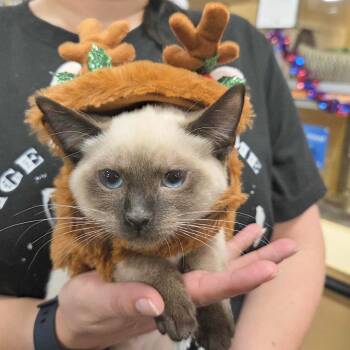Rescue Siamese and Domestic Medium Hair Cats for Adoption in Fayetteville, Georgia - Smores | PetCurious