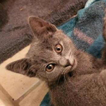 Roll -  Domestic Short Hair Cat for Adoption in Fairfax Station, Virginia - Roll | PetCurious