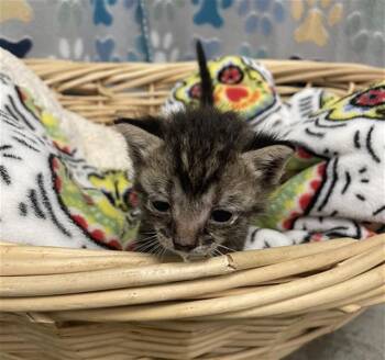 PUMPKIN -  Domestic Short Hair Cat for Adoption in Rosenberg, Texas - PUMPKIN | PetCurious