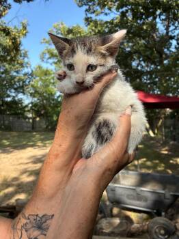 Wren -  Domestic Short Hair Cat for Adoption in Little Rock, Arkansas - Wren | PetCurious