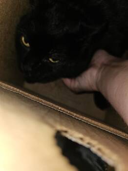 Domestic Short Hair Cats Available for Adoption in Dallas, Texas - BLACK-EE | PetCurious