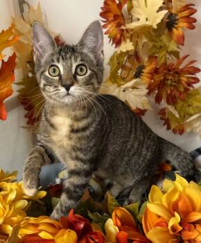 Rescue Domestic Short Hair Cats for Adoption in Stillwater, Oklahoma - 7/11/25 - Lydia | PetCurious