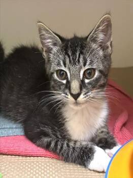 BASIL -  Domestic Short Hair Cat for Adoption in Dedham, Massachusetts - BASIL | PetCurious