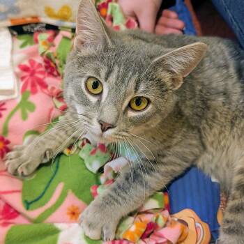 Domestic Short Hair Cats Available for Adoption in Accident, Maryland - Fergus | PetCurious