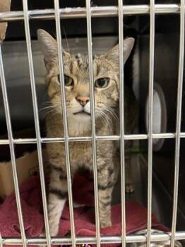 Keith -  Domestic Short Hair Cat for Adoption - Keith | PetCurious