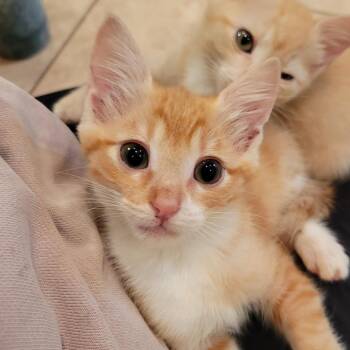 Rizzo -  Domestic Short Hair Cat for Adoption in Hernando, Mississippi - Rizzo | PetCurious