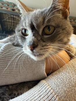Prosciutto - Looking for Foster -  Domestic Short Hair Cat for Adoption in Windsor, Connecticut - Prosciutto - Looking For Foster | PetCurious