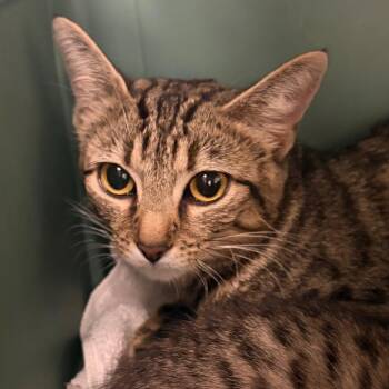Delta -  Domestic Short Hair Cat for Adoption in Nashville, Tennessee - Delta | PetCurious