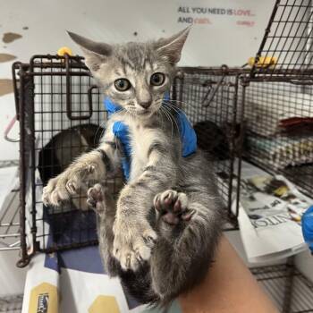 Bubbs -  Domestic Short Hair Cat for Adoption in Edinburg, Texas - Bubbs | PetCurious