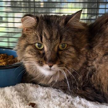 Frankie -  Domestic Long Hair Cat for Adoption in Hampton Bays, New York - Frankie | PetCurious