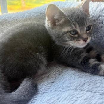 Judy -  Domestic Short Hair Cat Available for Adoption in La Grange, Kentucky - Judy | PetCurious