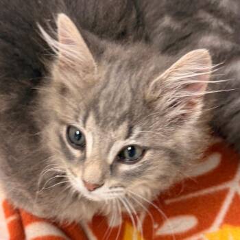 Domestic Medium Hair Cats Available for Adoption in Evansville, Indiana - Rosalina | PetCurious