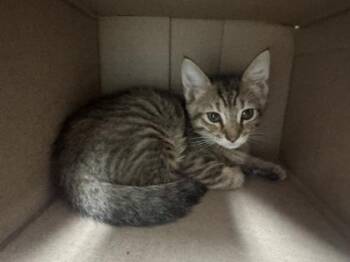 Rose -  Domestic Short Hair Cat for Adoption in Honolulu, Hawaii - Rose | PetCurious